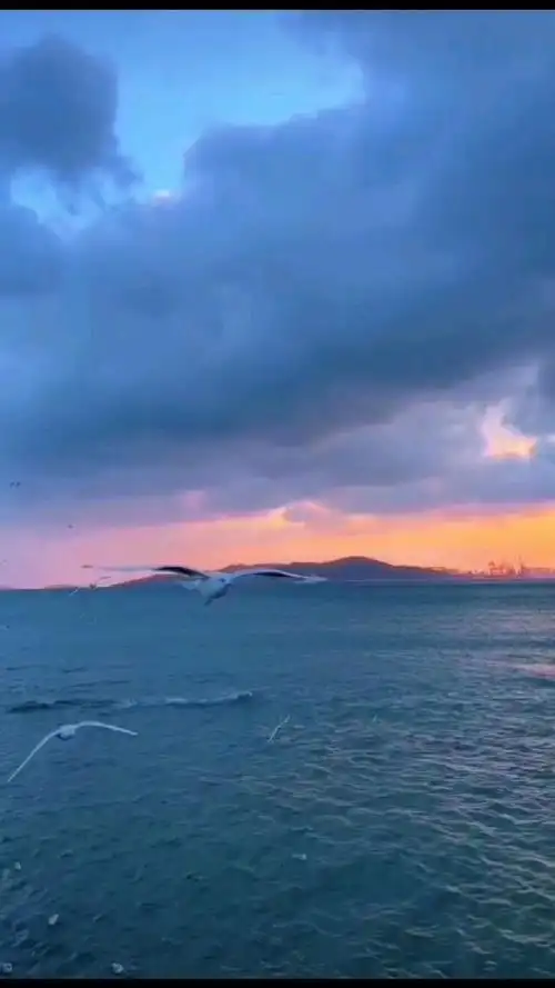 海鸥伴彩云,此景最销魂!夜幕下的山东青岛秒变人间仙境!