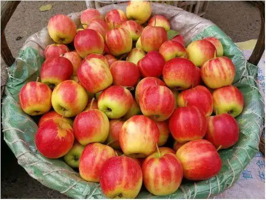 沙果,沙果的品种很多,小时候院子里有颗沙果树,每年秋季,果子还没熟