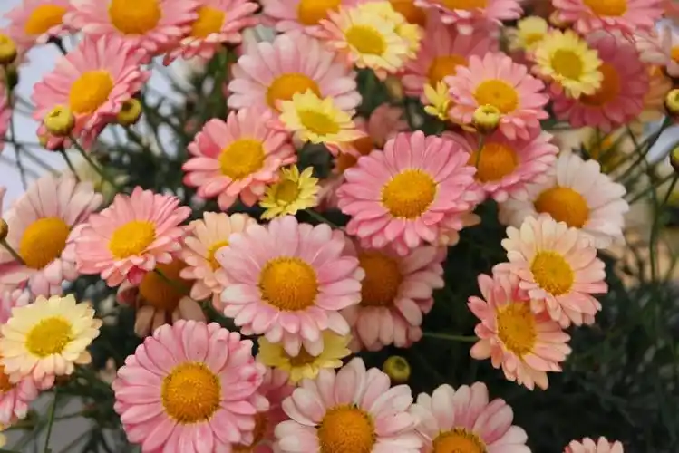 冬天耐寒的室外花卉有哪些9款耐寒又好养的花草推荐