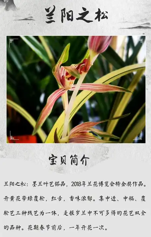 兰花苗墨兰铭品兰阳之松中透 金黄色带艺 残疾者新兴工业黑色幽 黄金