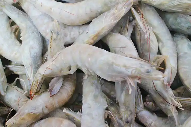 晚报乐购 南美青虾 湛江水产鲜虾海鲜 新鲜冷冻虾 5kg