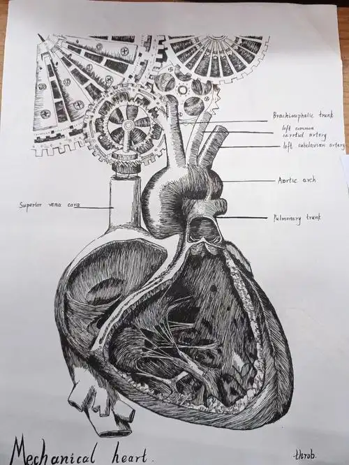 解刨手绘比赛–心脏