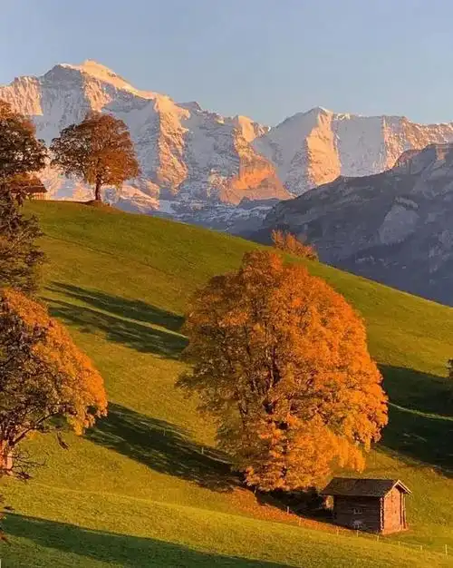 背景图丨浪漫致极的背景图片