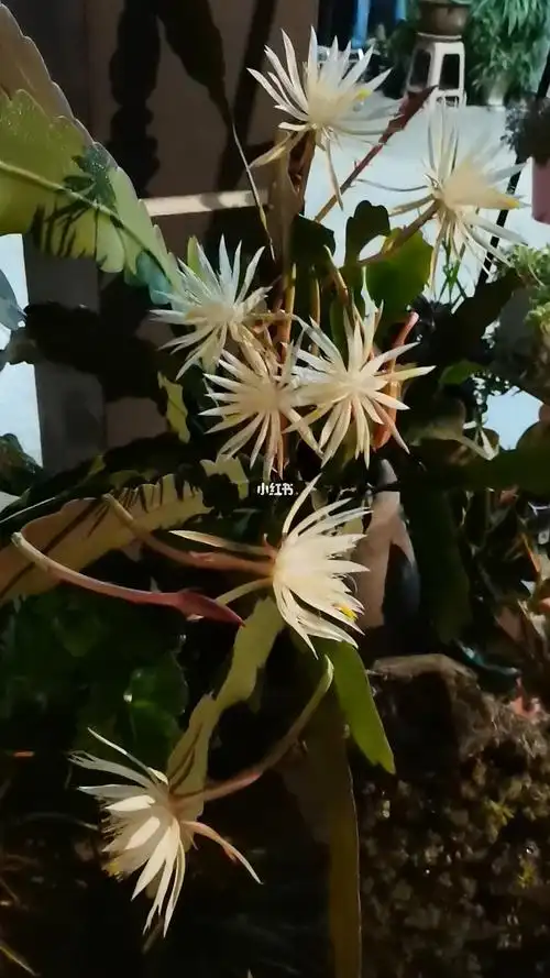 我家的孔雀昙花又盛开