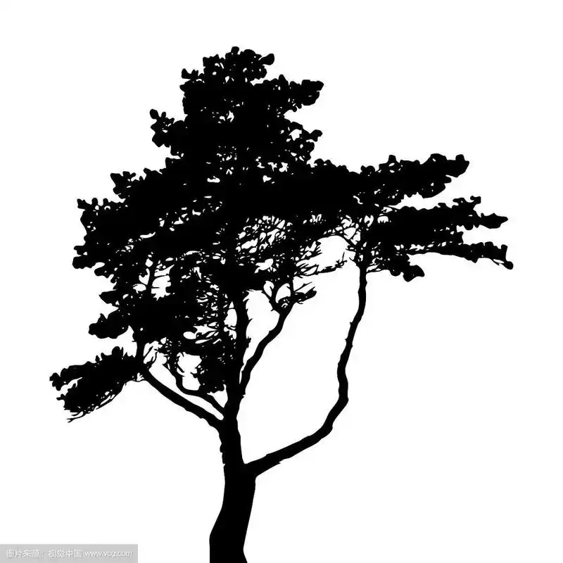 树剪影孤立在白色的背景
