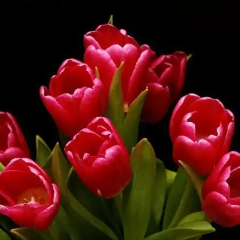 郁金香头像清新的美丽的红色郁金香