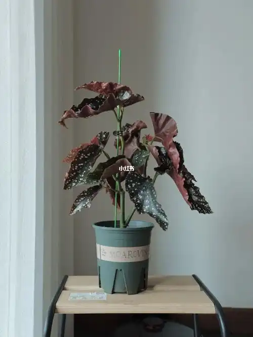 裂叶玫瑰秋海棠 室内热值