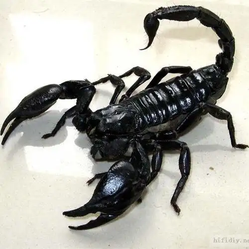 亚洲雨林蝎大号宠物观赏蝎子活体大黑蝎子温顺可上手爬虫异宠