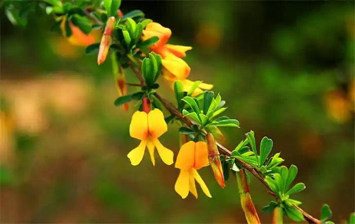 百花园1091锦鸡儿