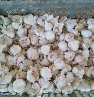 [大蒜批发]净蒜,毛头,毛蒜价格2.50元/斤 - 一亩田