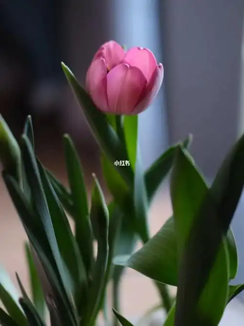 一朵是粉色的期待一下后面几朵会开出什么颜色#春天快乐 #水培郁金香