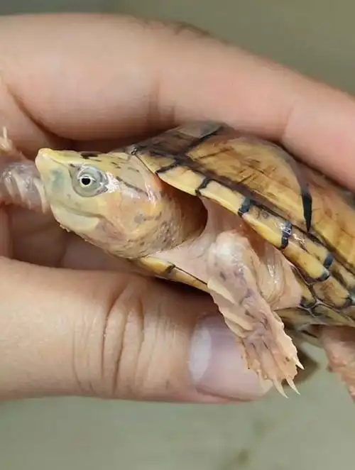 纹路变异类型的麝香龟