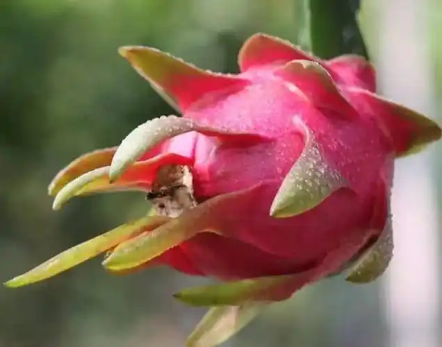 和喜欢的一切在一起#霸王花,火龙果花同榴莲花一样只在夜晚开放.
