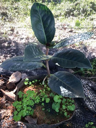 云南茶花大理茶花云茶老品种恨天高品种正宗开花稳定一物一拍