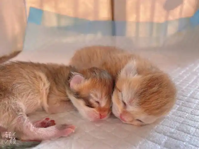 day3出生第三天的小金渐层