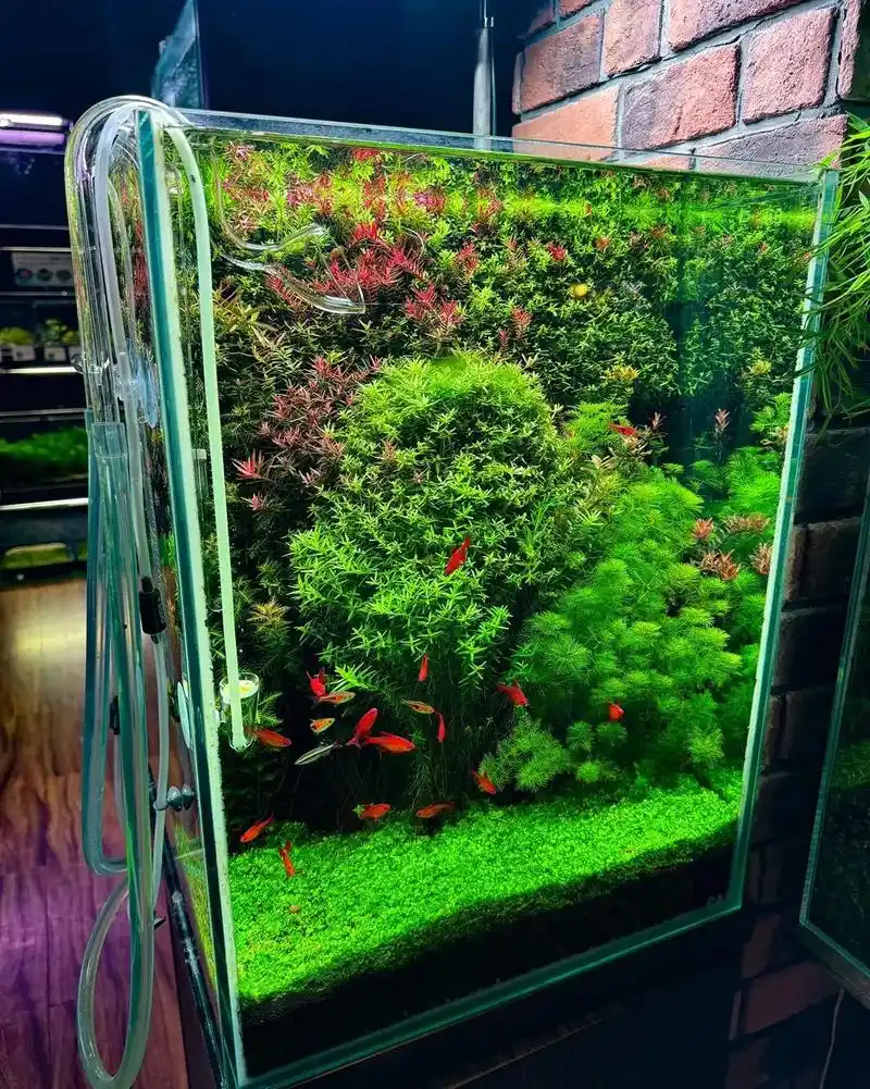 草缸造景 | 水草缸.这家店在日本冲绳,喜欢这