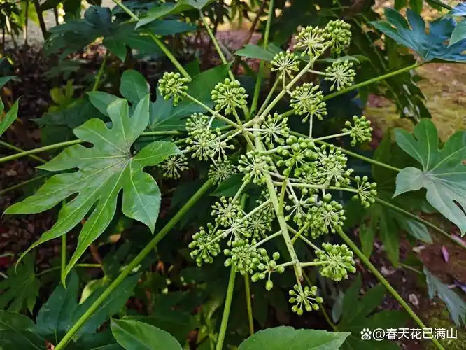 八角金盘树皮光滑,叶子宽大,叶色深绿发亮,嫩叶四季常青.