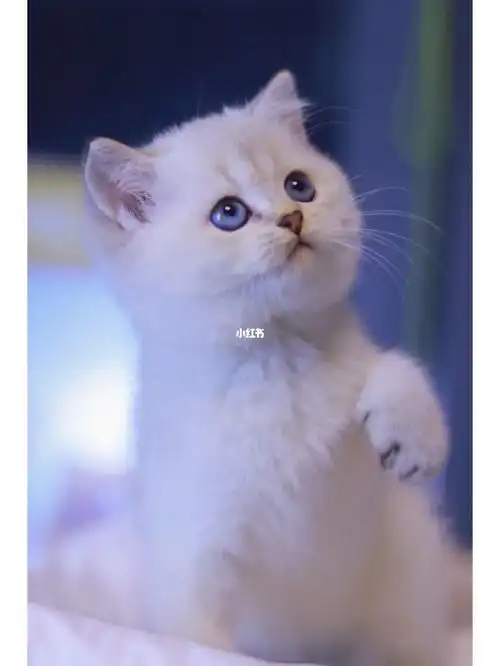 金渐层,金点,银渐层,银点,英短