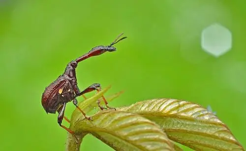 卷叶象鼻虫
