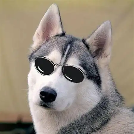 哈士奇图片搞笑表情包抖音哈士奇狗头表情包2022已更新今日热点