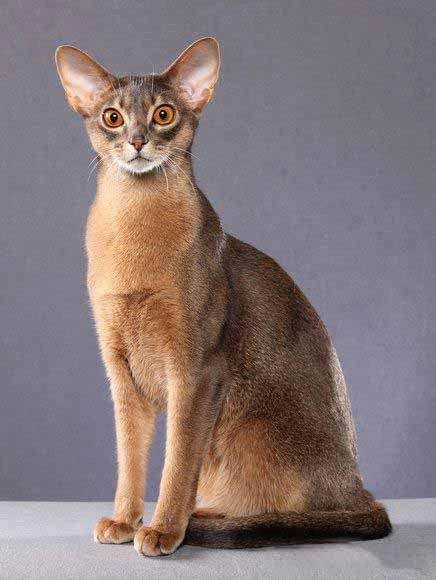 每天了解一种猫—阿比西尼亚猫