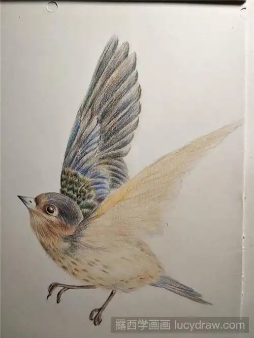 北京雨燕彩铅画法