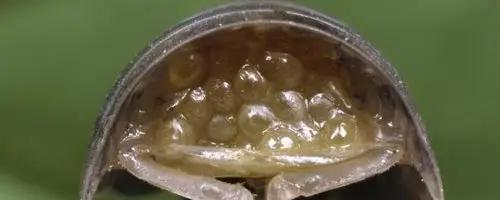 西瓜虫喜欢吃什么