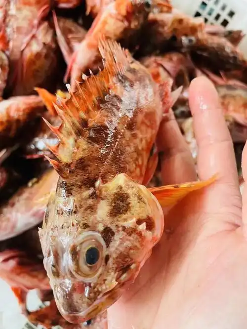 石翁鱼也叫石九公,学名为褐菖,俗称为石狗公仔,颜色呈常褐色,为石翁鱼