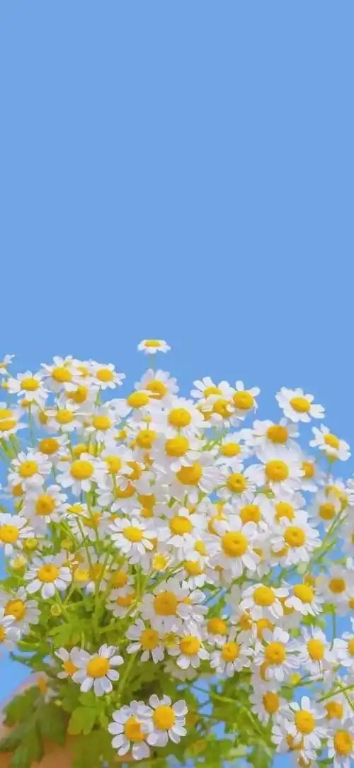 「壁纸」ins精选高级感壁纸分享_表示歉意_图片_来自