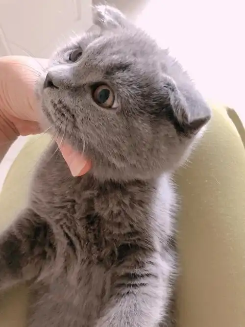 英短折耳蓝猫小男孩找爸爸妈妈