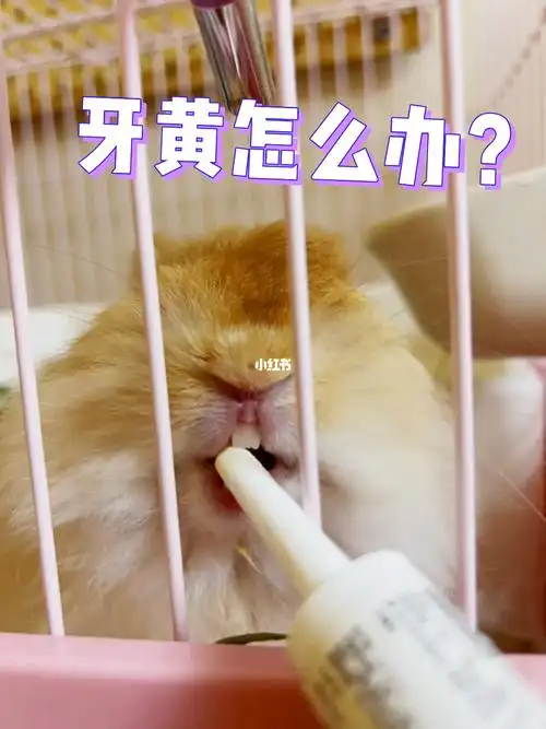 兔牙有点黄怎么办