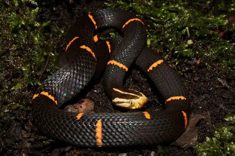 p>黑头缅蝰(azemiops feae)原名白头蝰,是蝰科缅蝰亚科缅蝰属的 a