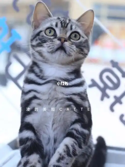 美短银虎斑镜头感十足的小伙子