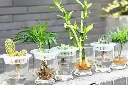 自制水培营养液