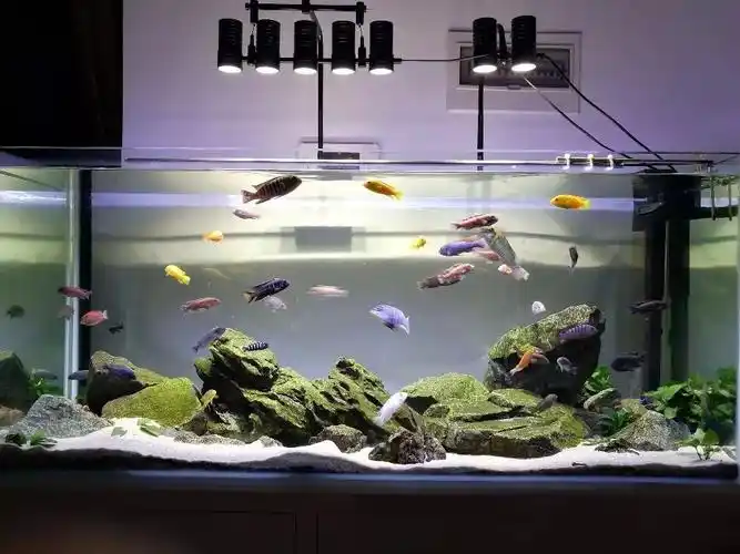 造景组造起来吧三湖主题缸附赠精彩点评