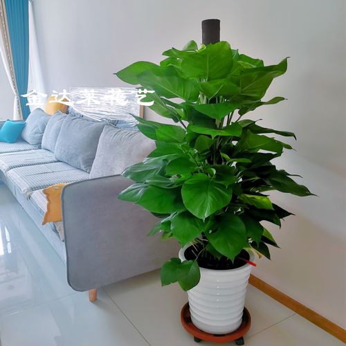 开业招财送礼新房除甲醛大叶绿萝柱绿植盆栽天津鲜花店办公室家庭