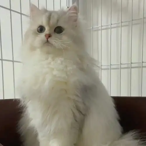 金吉拉布偶蓝猫无偿领养猫舍猫咪领养