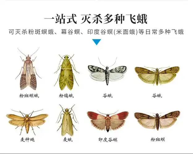 绿威 是否进口 否 货号 绿飞蛾诱捕粘板 箱装数量 5片一盒 产地 中国