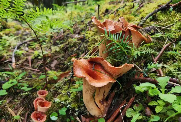 剑川老君山3300米海拔处遇见一片好看的喇叭菌,摘下来就有好几斤