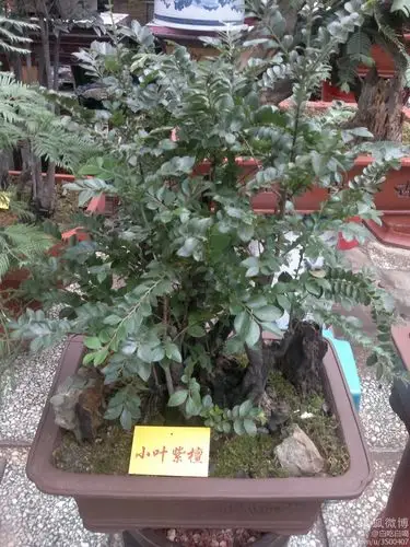 小叶紫檀树是什么样子?