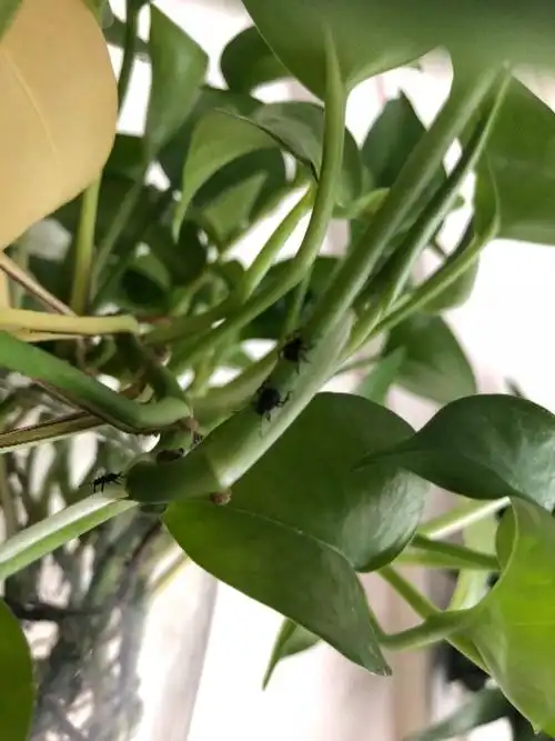 水培绿萝上好多黑色虫子