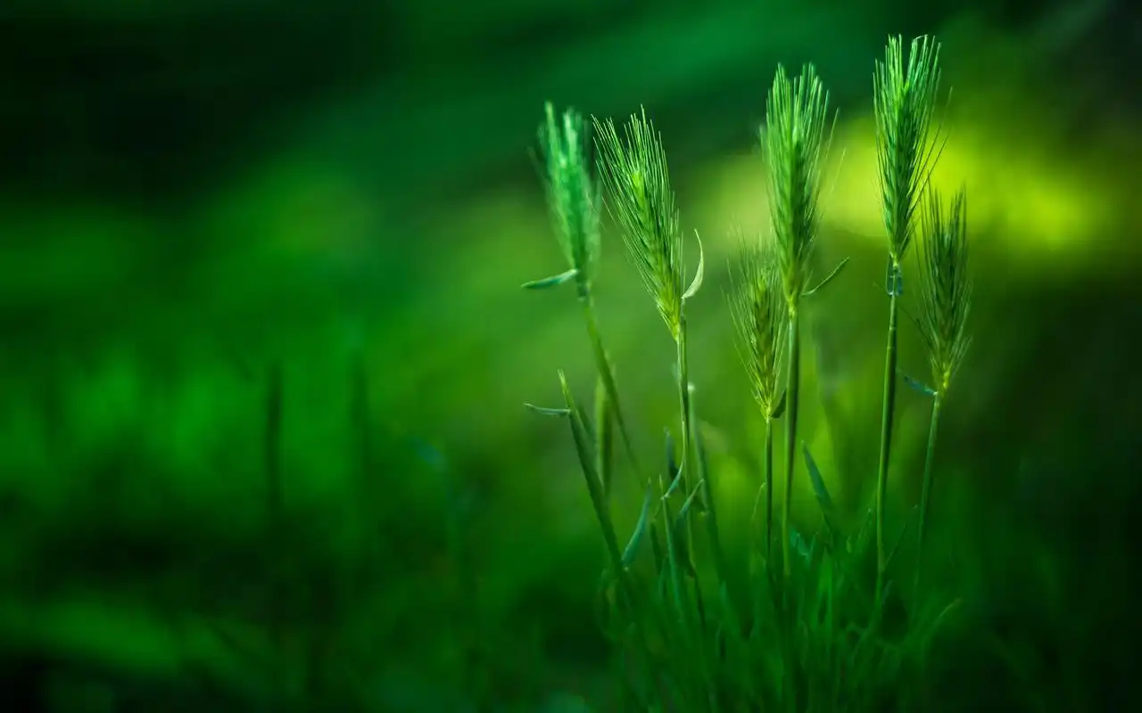 首页 电脑壁纸 小清新的麦子 > || 更新时间:2016-01-18 颜色分 绿色
