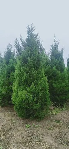 蜀桧的形态及养护的详细介绍