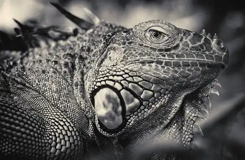 attin viitala 黑白动物肖像摄影欣赏