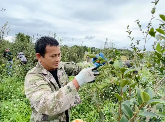 ▲黄江村油茶项目基地里,工人们穿梭在油茶林中