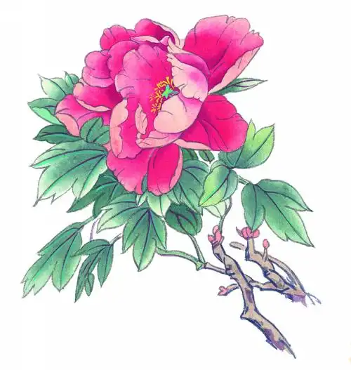 国画牡丹图片绘画牡丹国画