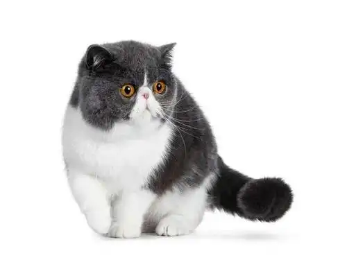 扁脸猫憨态可掬的长相,竟会导致其慢性疾病的漏诊