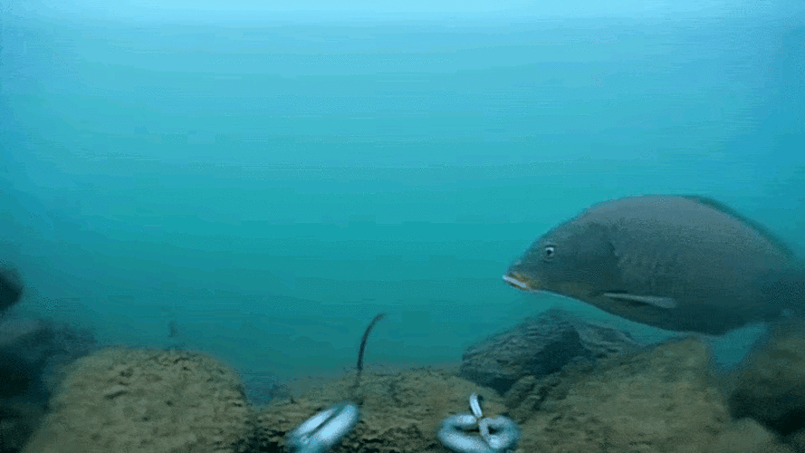 长江刀鱼泛滥成灾渔民用来喂猪宁可吃鲤鱼也不食这江杂鱼