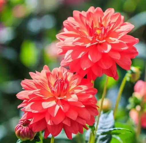 墨西哥国花:大丽花