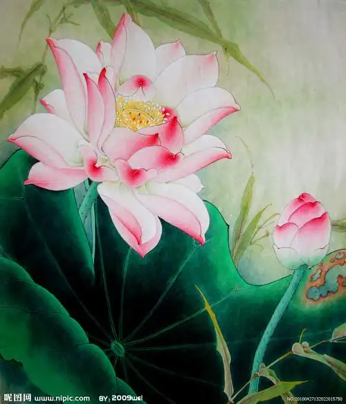 中国画荷花欣赏